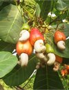 Cashew-plant-420x546.jpg