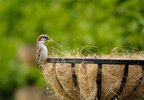 sparrow-taking-weaving-from-plant-hanger.jpg