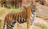 o21mjbt4_tiger-generic_625x300_29_July_22.jpg