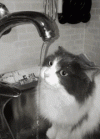 cat-drinking.gif