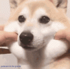 dog-doggo.gif