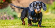 Dachshund-puppy-1024x535.jpg