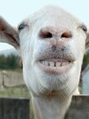 ww-funny-animal-faces-goat_3x4.jpg