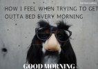 Good-morning-meme-for-him-with-stylish-dog-hair-images.jpg