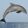 atlantic-bottlenose-dolphin--jumping-high-during-a-dolphin-training-demonstration-154724035-59...jpg