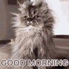 good-morning-grumpy-cat.gif