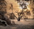 f4faf08cd9f4081d7545dd56c990f205--lone-tree-winter-sunset.jpg