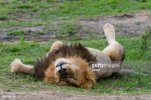 lion-napping-after-eating-a-zebra-male-animal-africa.jpg