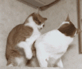 cats-hug.gif